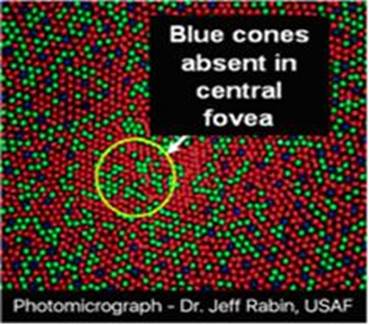A close-up of a blue cone

Description automatically generated